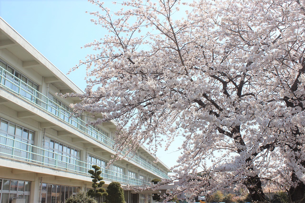 正面の桜が満開を迎えました