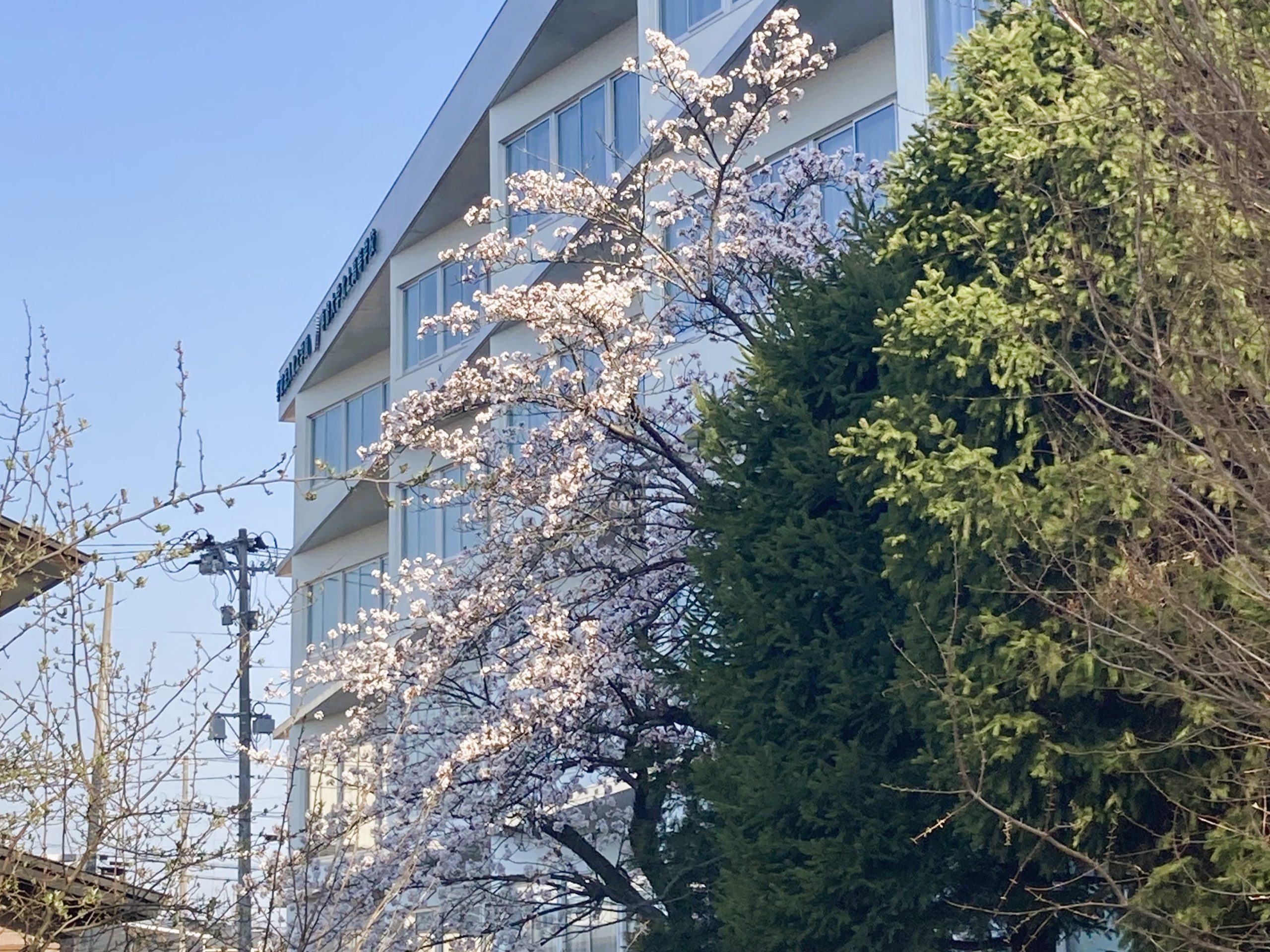 Ｓ館南側の桜が開花